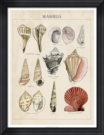 Framed Seashell Sketch II Print
