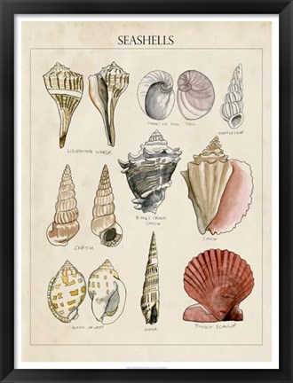 Framed Seashell Sketch II Print