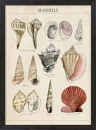 Framed Seashell Sketch II Print