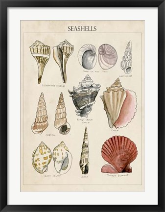 Framed Seashell Sketch II Print