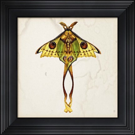 Framed Butterfly Study I Print