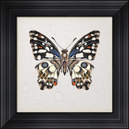 Framed Butterfly Study II Print