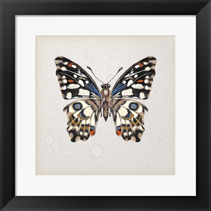 Framed Butterfly Study II Print