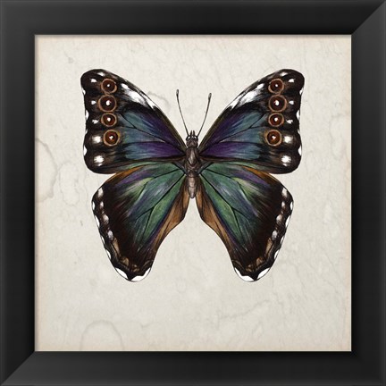 Framed Butterfly Study III Print
