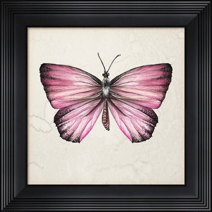 Framed Butterfly Study IV Print