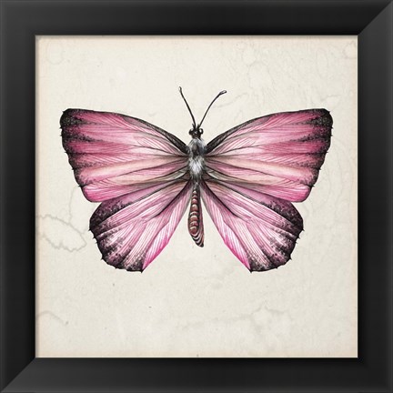 Framed Butterfly Study IV Print