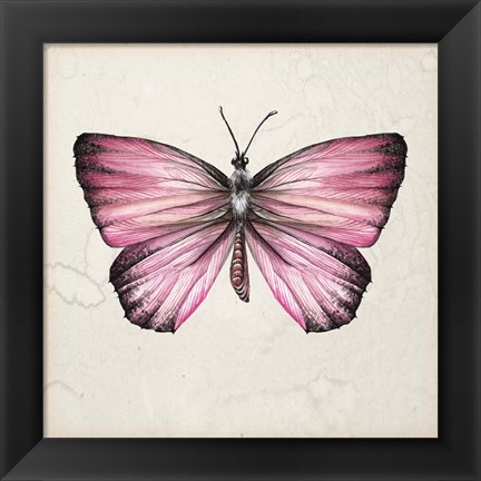 Framed Butterfly Study IV Print