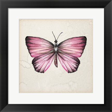 Framed Butterfly Study IV Print