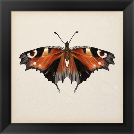 Framed Butterfly Study V Print