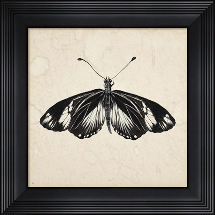 Framed Butterfly Study VI Print