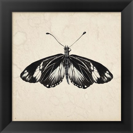 Framed Butterfly Study VI Print