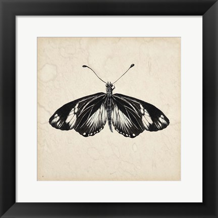 Framed Butterfly Study VI Print