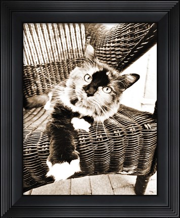 Framed Kitty IV Print