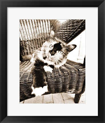 Framed Kitty IV Print