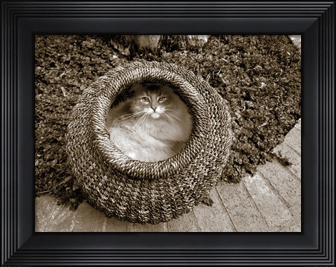 Framed Cat in a Basket Print