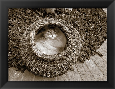 Framed Cat in a Basket Print