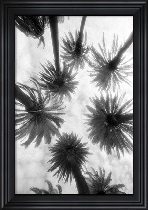 Framed Amongst the Palms Print