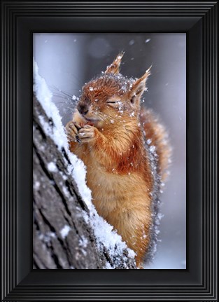 Framed Winter Print