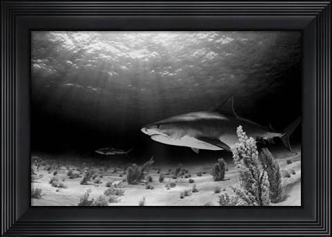 Framed Dark Tiger Print