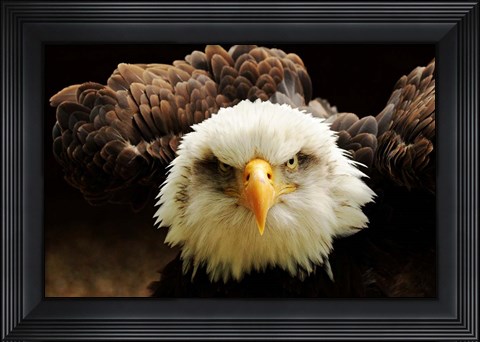 Framed Judge Print
