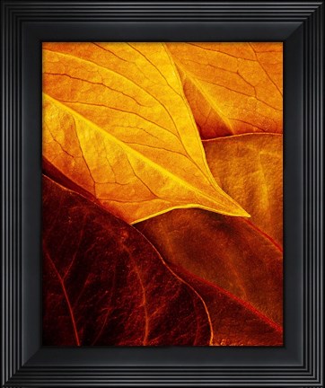 Framed Leaves Print
