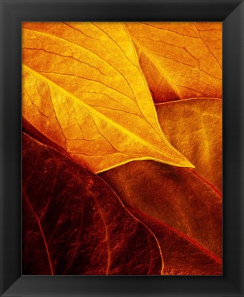 Framed Leaves Print