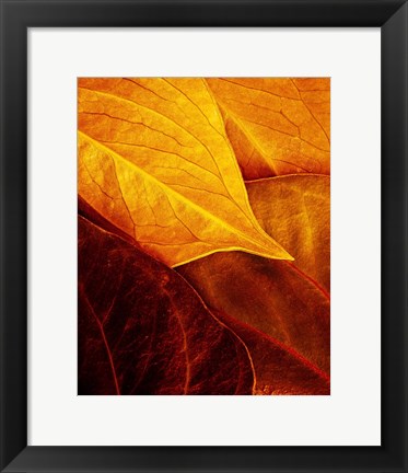 Framed Leaves Print