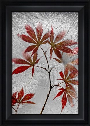 Framed Red Maple Print