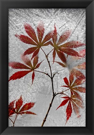 Framed Red Maple Print