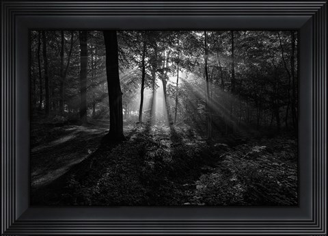 Framed Sunny Morning Print