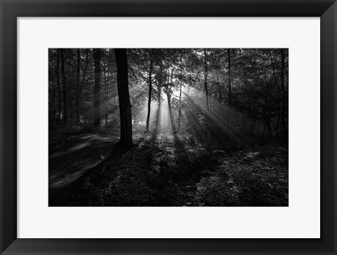 Framed Sunny Morning Print