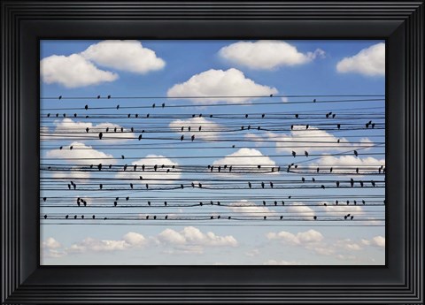 Framed Cantus Arcticus - Concerto For Birds Print