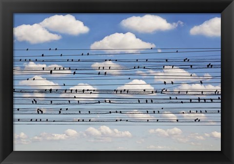Framed Cantus Arcticus - Concerto For Birds Print