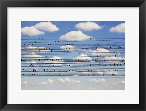 Framed Cantus Arcticus - Concerto For Birds Print