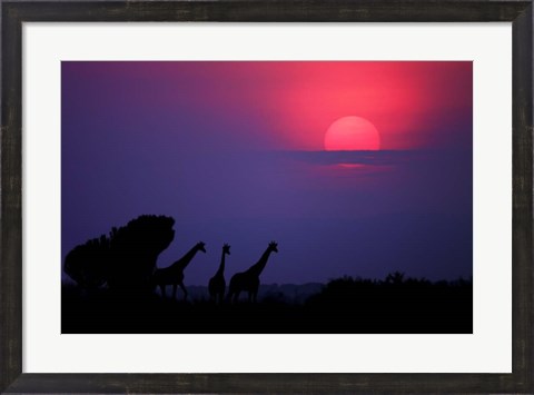 Framed Sunrise In Uganda Print