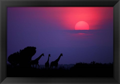 Framed Sunrise In Uganda Print