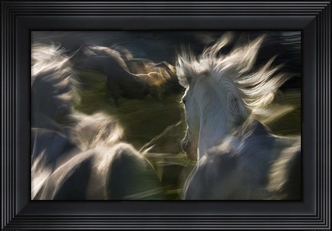 Framed Esata Equina Print