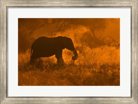 Framed Golden Elephant In Savute Print