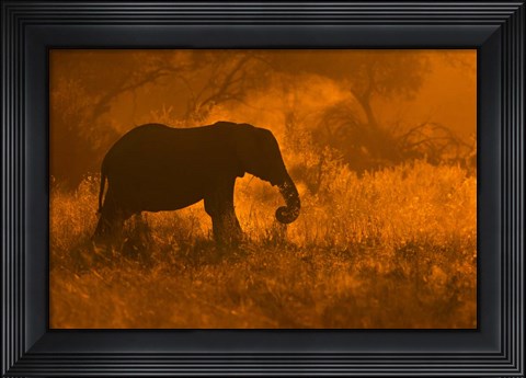 Framed Golden Elephant In Savute Print