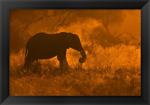 Framed Golden Elephant In Savute Print