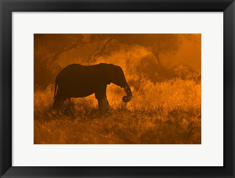 Framed Golden Elephant In Savute Print