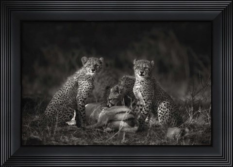 Framed Cheetah Cubs Print