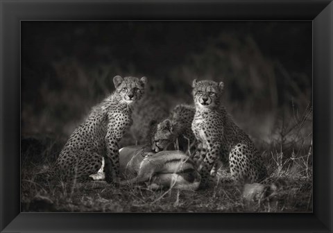 Framed Cheetah Cubs Print