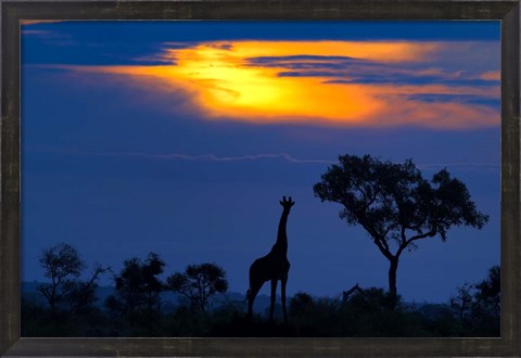 Framed Giraffe At Sunset Print