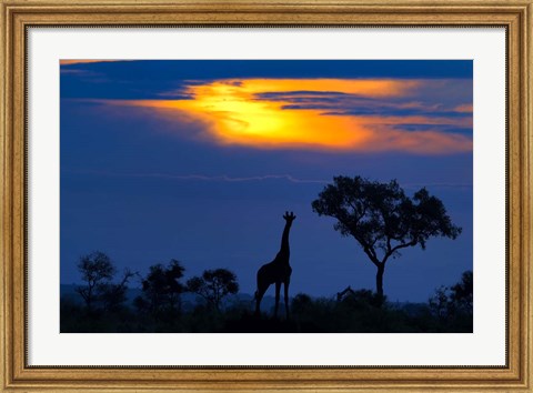 Framed Giraffe At Sunset Print