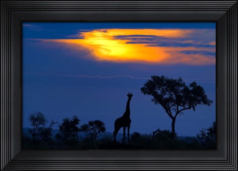 Framed Giraffe At Sunset Print