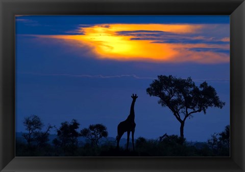 Framed Giraffe At Sunset Print