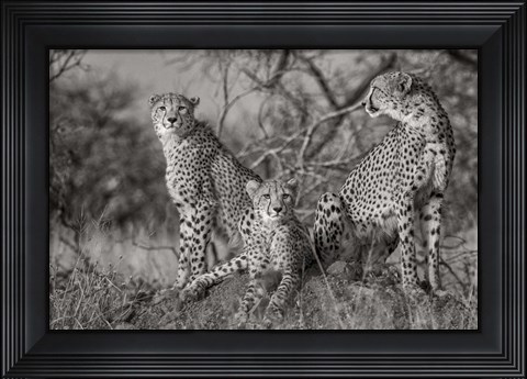 Framed Three Cats Print
