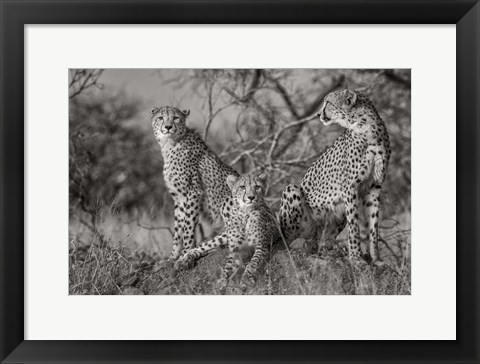 Framed Three Cats Print