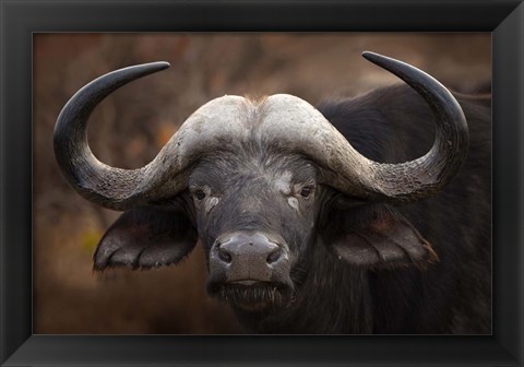 Framed Buffalo Portrait Print